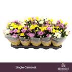 Chrysanthemum carnaval single
