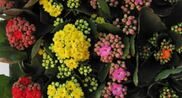 Kalanchoe