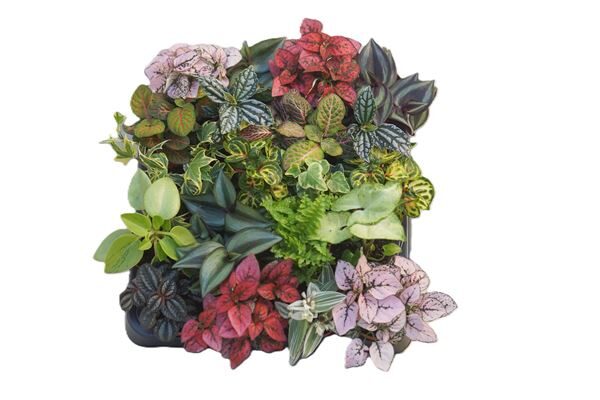 Plantes vertes mix