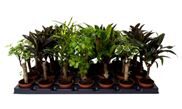 Plantes vertes mix