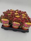 Sedum Deep rose