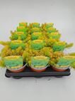 Sedum Winter Lemon