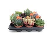 Succulentes Mix