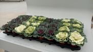 Brassica frisé