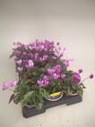 Cyclamen hederifolium