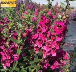 2026 Angelonia x angustifolia Adessa Cherry - Angélonia