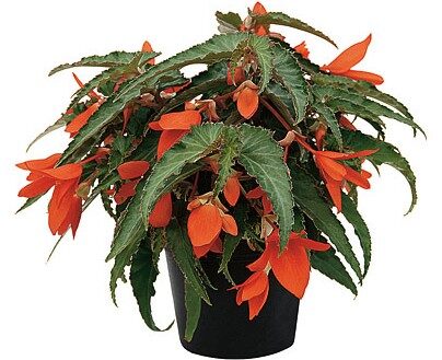 2026 Begonia boliviensis Orange - Bégonia de Bolivie - Summerwings
