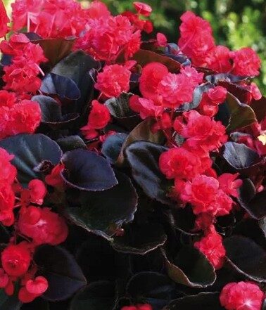 2026 Begonia semperflorens Doublet Rouge - Bégonia à massif
