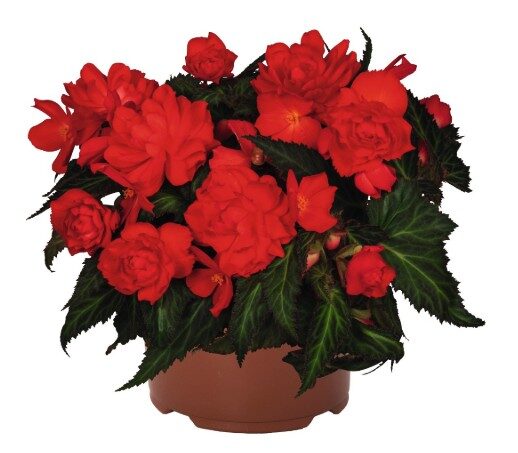 2026 Begonia x hybrida Iconia Miss Miami - Bégonia Iconia