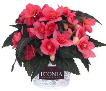 2026 Begonia x hybrida Iconia Portofino Hot Pink - Bégonia Iconia