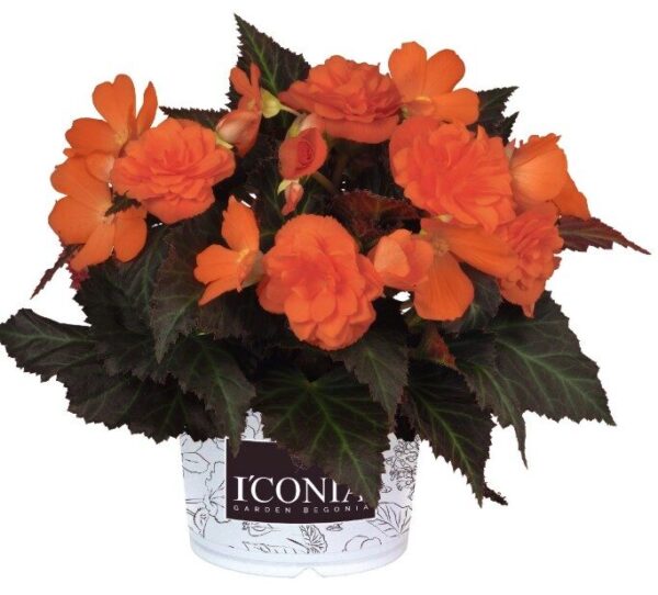 2026 Begonia x hybrida Iconia Portofino Orange - Bégonia Iconia