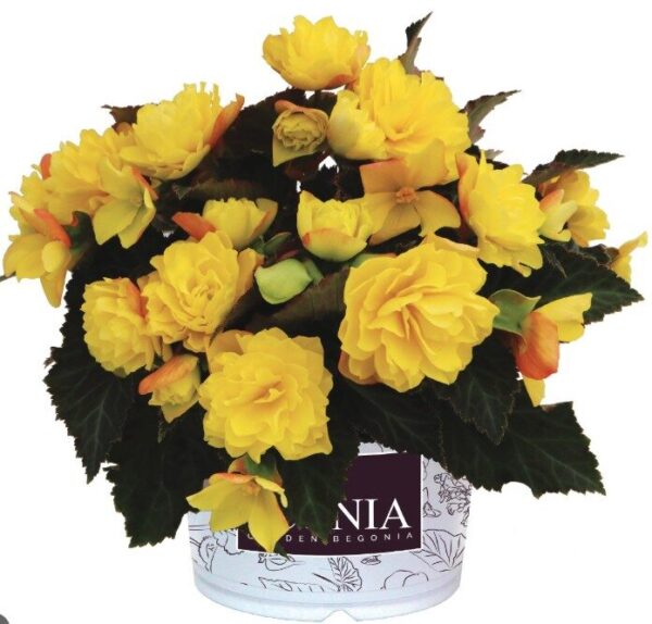 2026 Begonia x hybrida Iconia Portofino Yellow - Bégonia Iconia