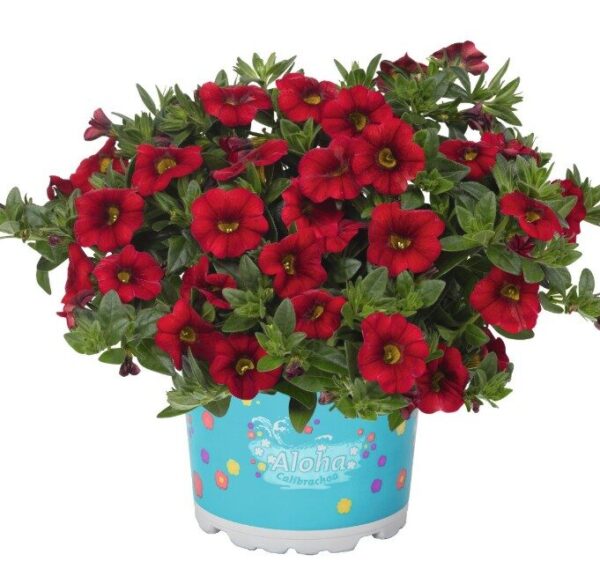 2026 Calibrachoa cultivars Aloha Kona Dark Red - Calibrachoa