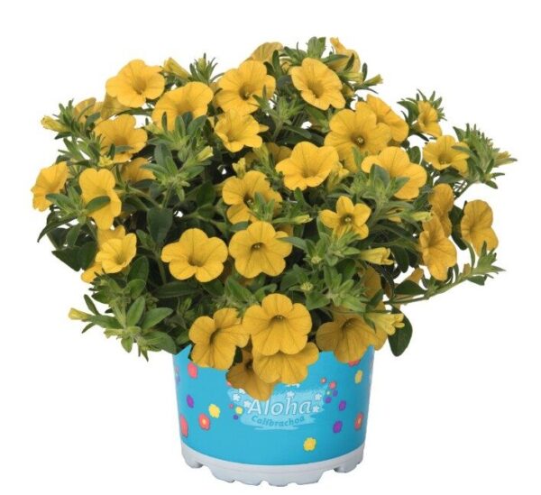 2026 Calibrachoa cultivars Aloha Kona Yellow 2026 - Calibrachoa