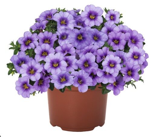 2026 Calibrachoa cultivars Bloomtastic Blue Sky - Calibrachoa