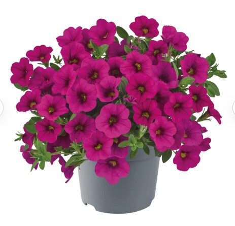 2026 Calibrachoa cultivars Cabaret Early Neon - Calibrachoa