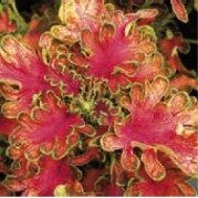 2026 Coleus x blumei Copper - Coléus