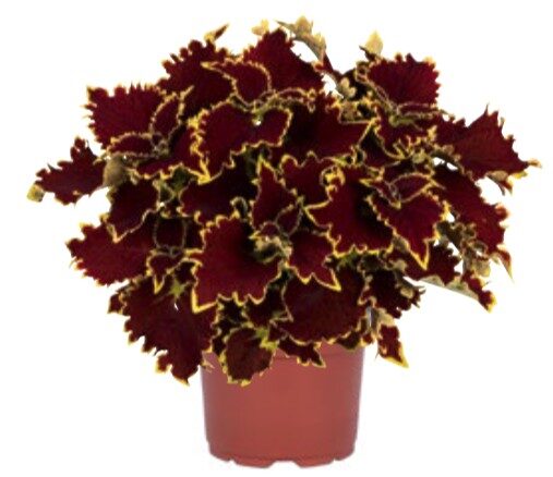 2026 Coleus x blumei Crown Jewel - Coléus