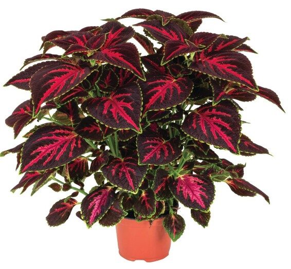 2026 Coleus x blumei Orchard Road - Coléus