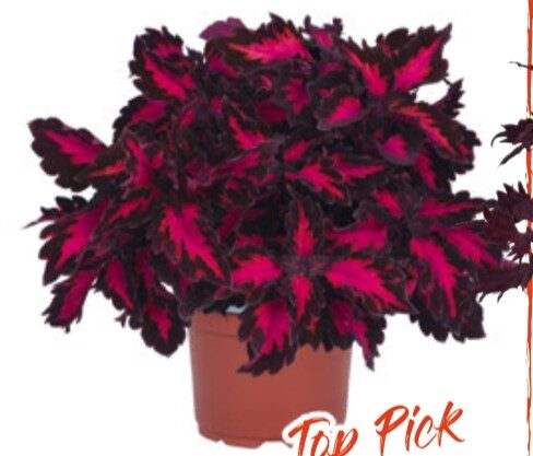 2026 Coleus x blumei Royalty - Coléus