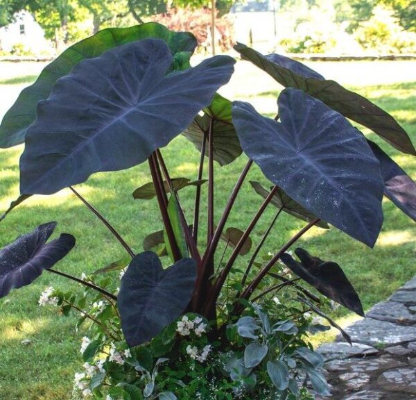 2026 Colocasia esculenta Black Magic - Oreille d'éléphant