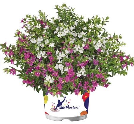 2026 Confetti Garden Colibri - Trios - Mélange