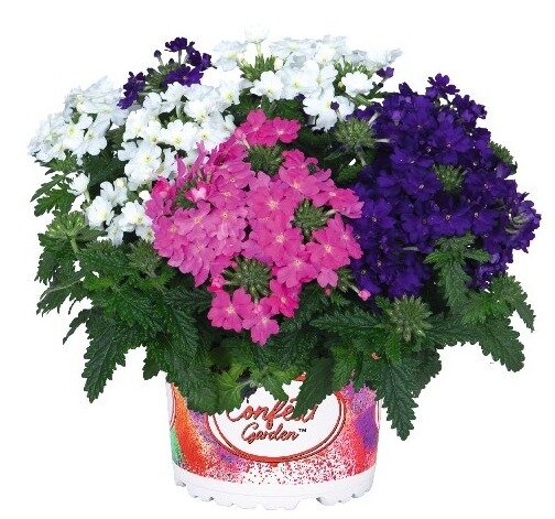 2026 Confetti Garden Linda Passion - Trios - Mélange