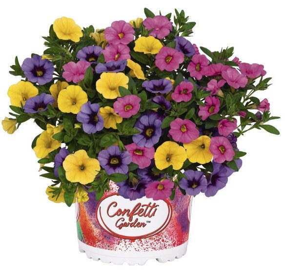 2026 Confetti Garden MyColour Clash 2026 - Trios - Mélange