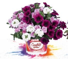 2026 Confetti Garden Plum Cake 2026 - Trios - Mélange