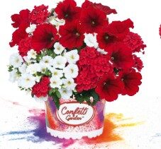 2026 Confetti Garden Strawberry - Trios - Mélange