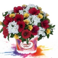 2026 Confetti Garden That's Love 2026 - Trios - Mélange