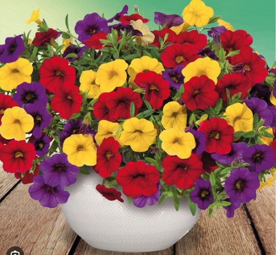 2026 Confetti Garden Trixi Bolero - Trios - Mélange