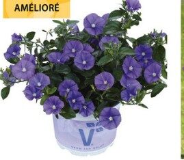 2026 Convolvulus sabatius Deep Blue - Liseron de Mauritanie