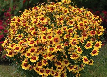 2026 Coreopsis verticillata Pineapple Pie - Coréopsis