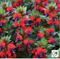 2026 Cuphea llavea Tiny Mice - Allumettes Chinoises