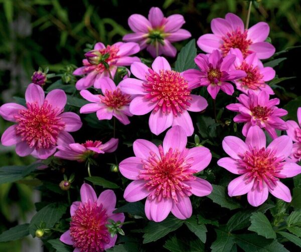 2026 Dahlia coccinea Maxi Starburst Pink - Dahlia