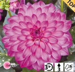 2026 Dahlia x hybrida Lubega Power Violet Bicolor - Dahlia