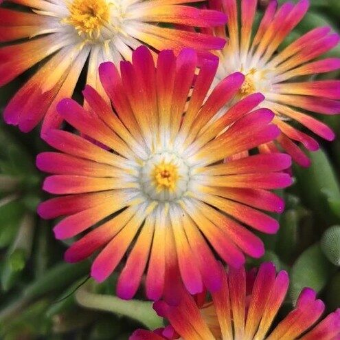 2026 Delosperma cultivars Lido Magenta Orange White - Ficoïde