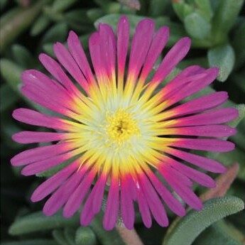 2026 Delosperma cultivars Suntropics Purple - Ficoïde