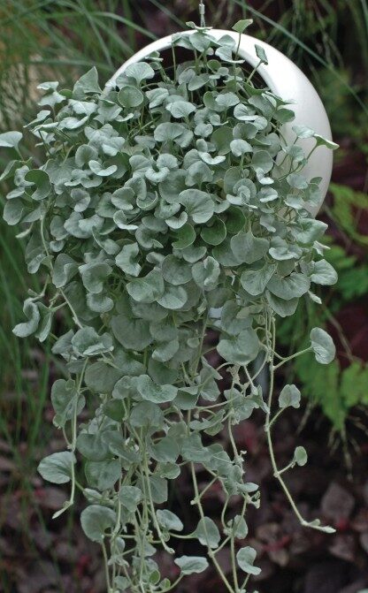 2026 Dichondra argentea Silver Surfer - Dichondra