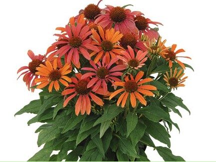 2026 Echinacea purpurea Orange Skipper - Echinacée