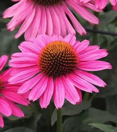 2026 Echinacea purpurea Papallo Classic Rose - Echinacée