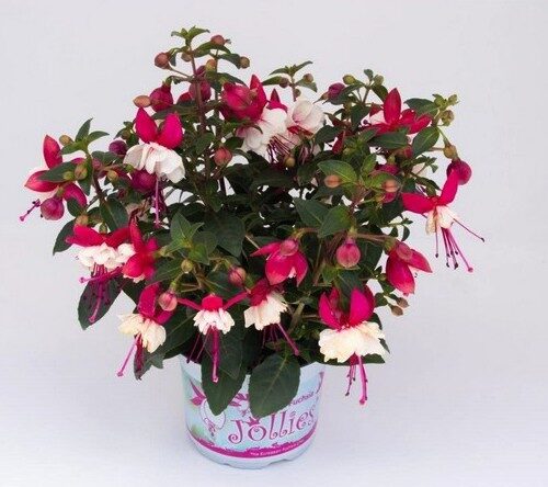 2026 Fuchsia cultivars Madiran - Fuchsia