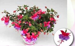 2026 Fuchsia cultivars Maxime - Fuchsia