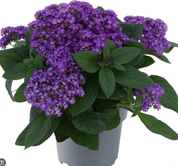 2026 Heliotropium arborescens Marino Blue - Héliotrope