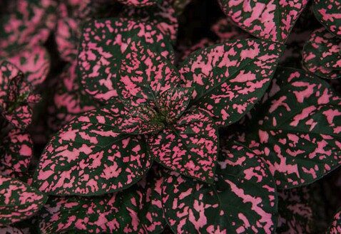 2026 Hypoestes phyllostachya Rose - Plante aux éphélides