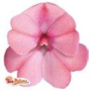 2026 Impatiens sunpatiens Compact Blush Pink - Sunpatiens