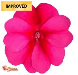 2026 Impatiens sunpatiens Compact Purple Candy - Sunpatiens