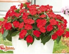 2026 Impatiens sunpatiens Compact Red - Sunpatiens