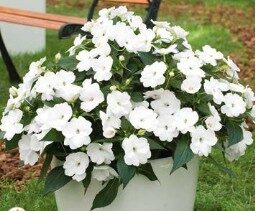 2026 Impatiens sunpatiens Compact White - Sunpatiens